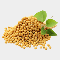 Đậu Nành & Các Đậu Khác