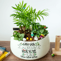 Cây Cảnh & Bonsai